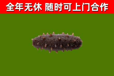 方城县烟酒回收干海参.jpg
